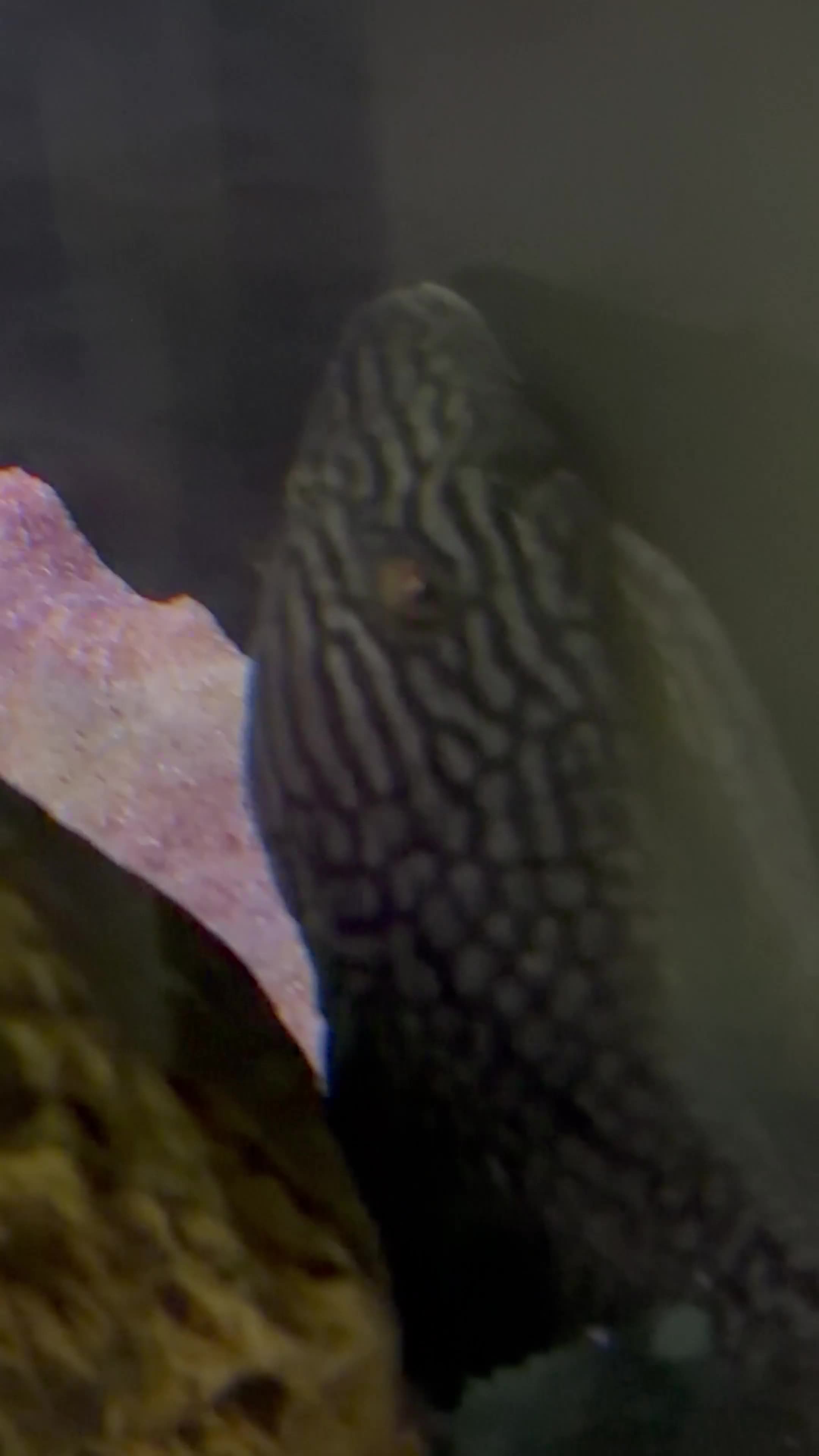 Plecos fish for sale: Beautiful L330 Watermelon Pleco  - Video 1