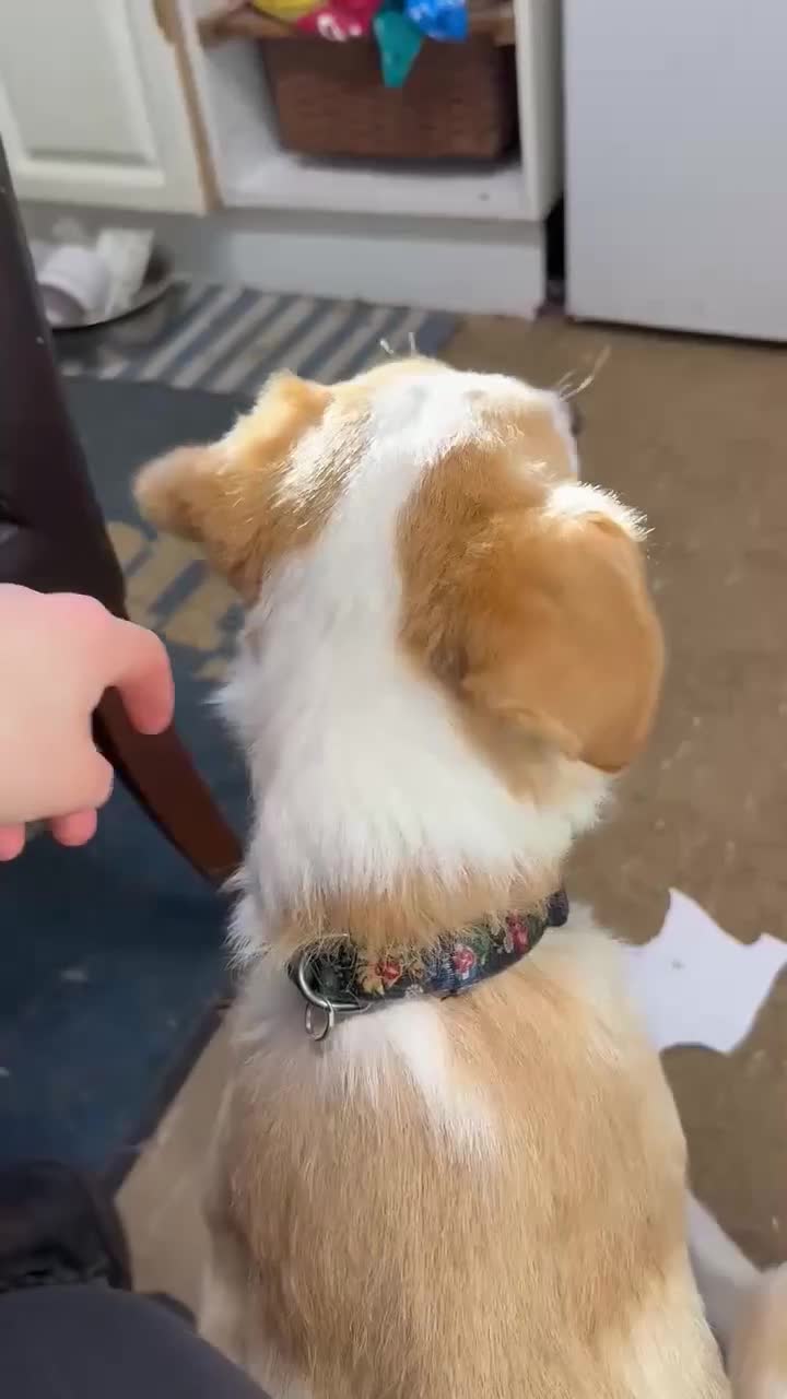 Mixed Breed dogs for sale: 🍯 HONEY 🍯IS LOOKING FOR A FOREVER HOME - Video 1