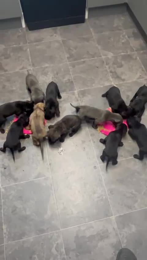 Cane Corso dogs for sale: Cane corso puppies  - Video 1