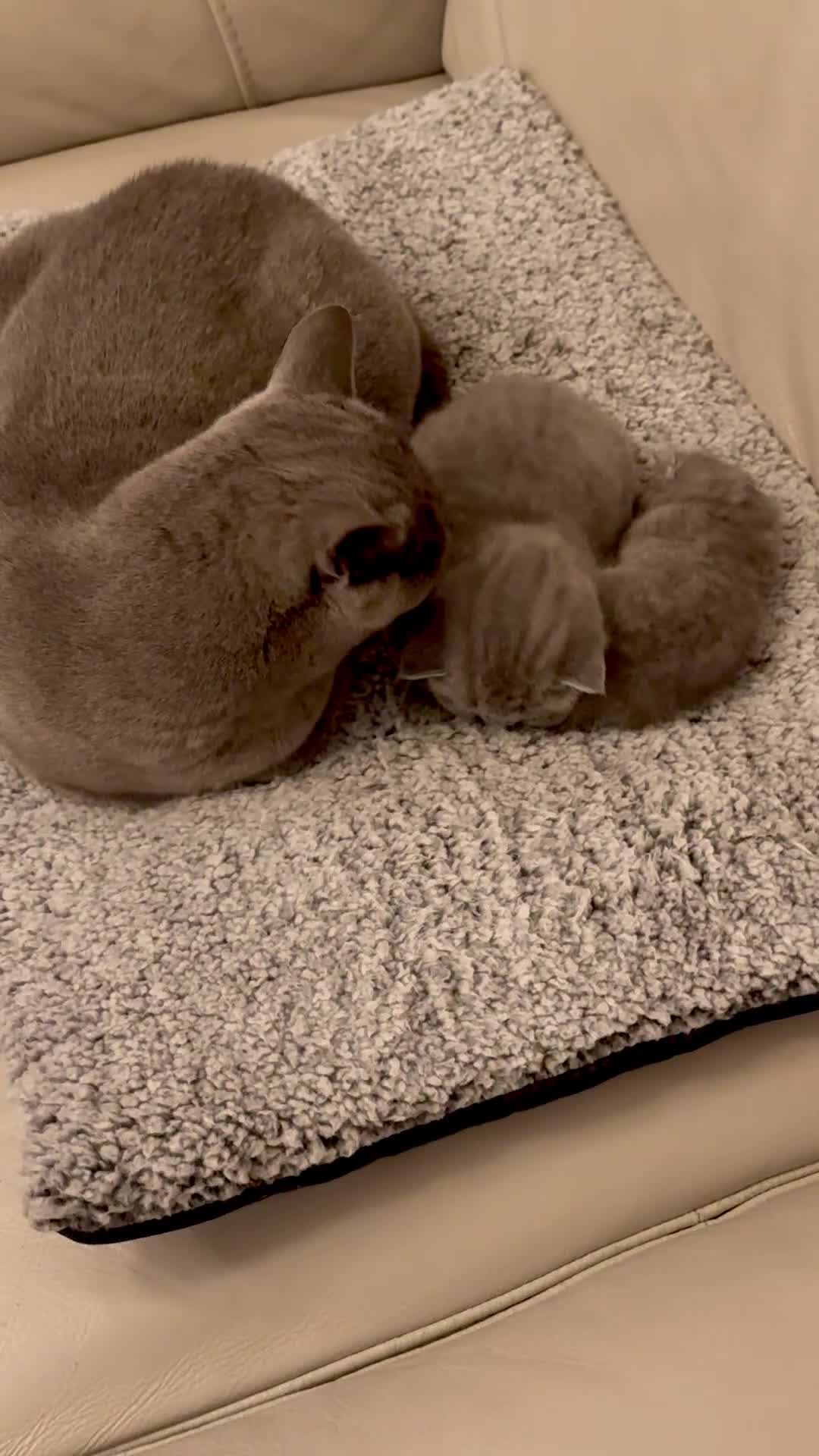 British Shorthair cats for sale: Beautiful Pedigree British Shorthair Kitten 🐾 - Video 3
