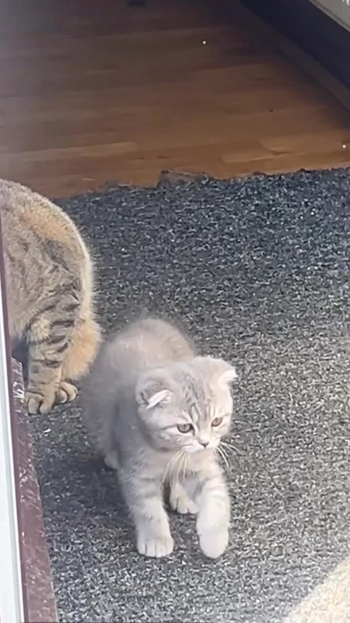 Scottish Fold cats for sale: Stunning Scottish Fold & Straight Kittens - Video 1