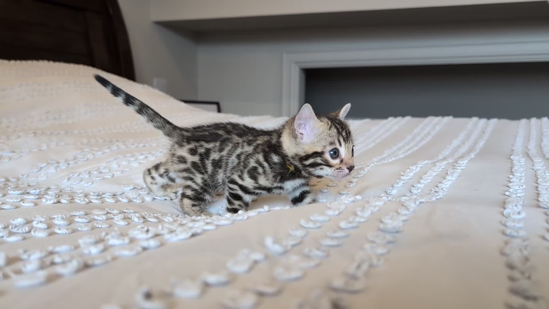 Bengal cats for sale: 🖤🤎🤍 ADORABLE BENGAL KITTENS 🤍🤎🖤 - Video 5
