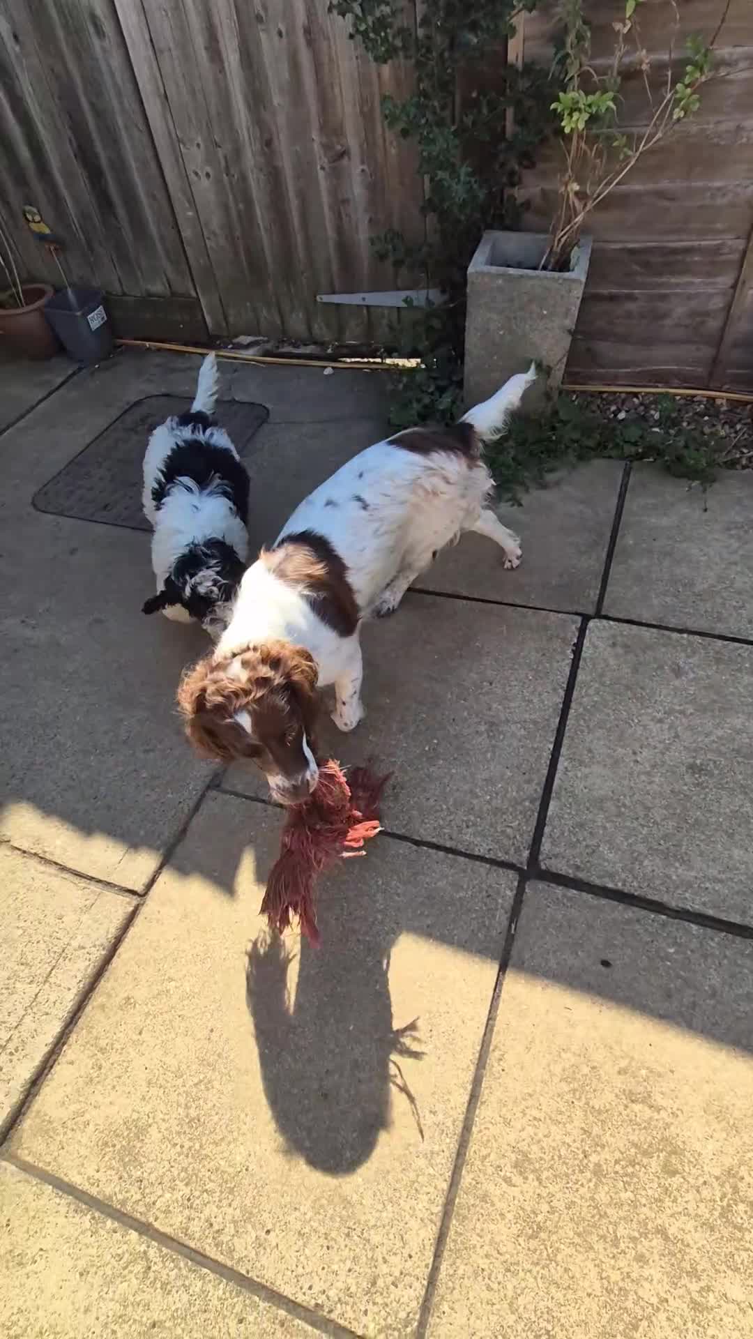 Sproodle dogs for sale: Sproodle pups - Video 1