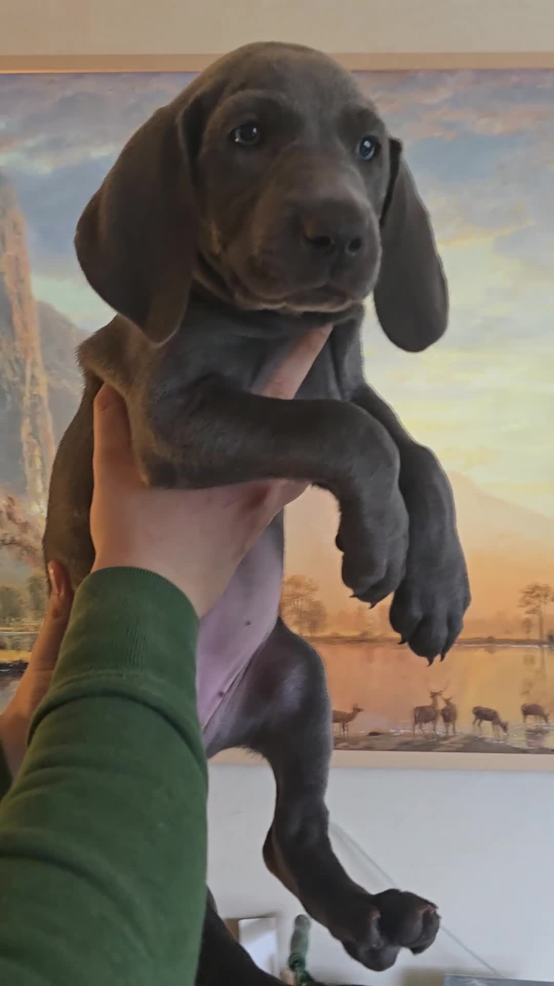 Weimaraner dogs for sale: *2 LEFT *BEAUTIFUL KC WEIM PUPS 2ND/FINAL LITTER  - Video 2