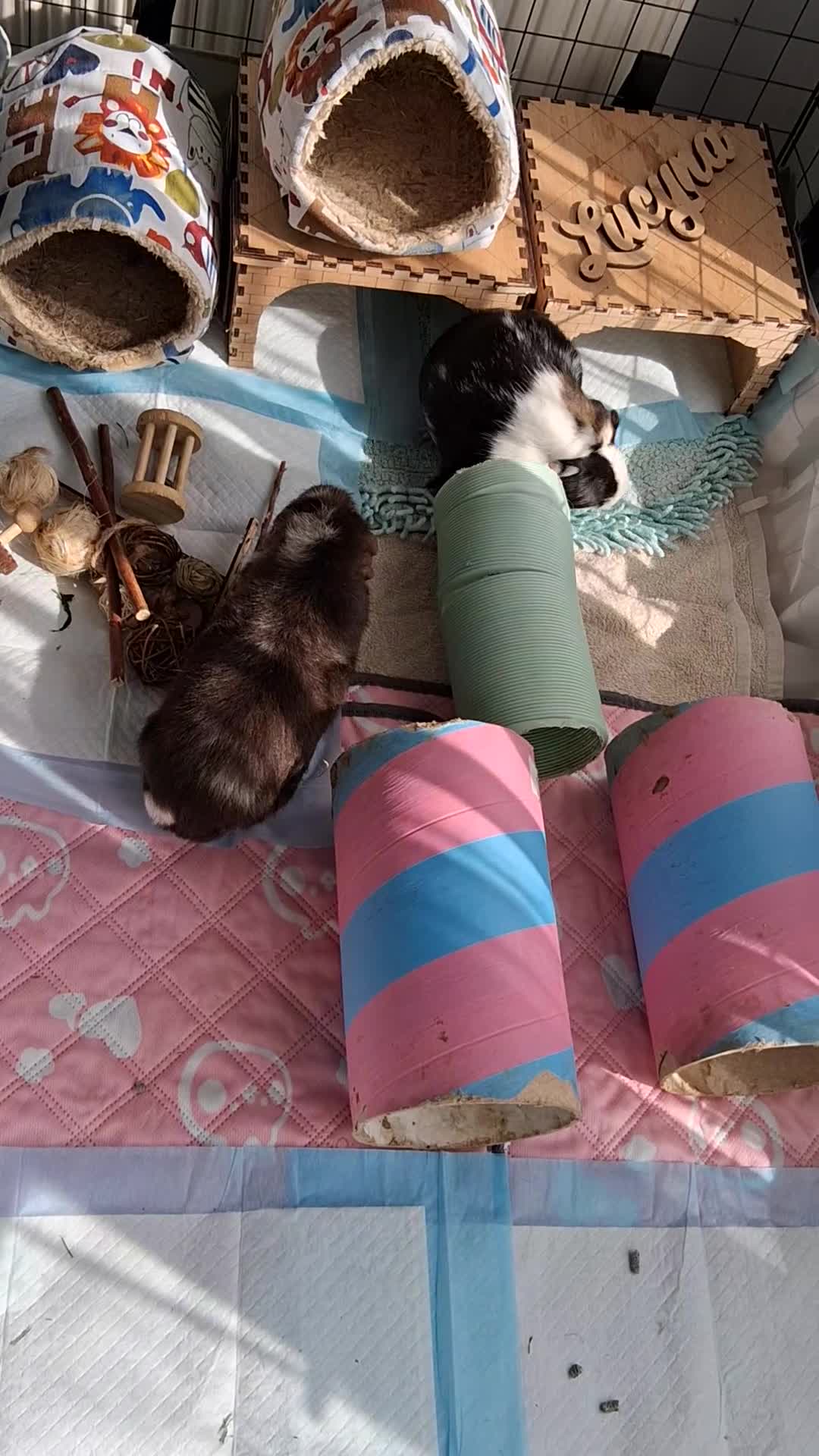 Guinea Pig rodents for sale: 🐹 Two adorable guinea pigs  in Slough - Video 2