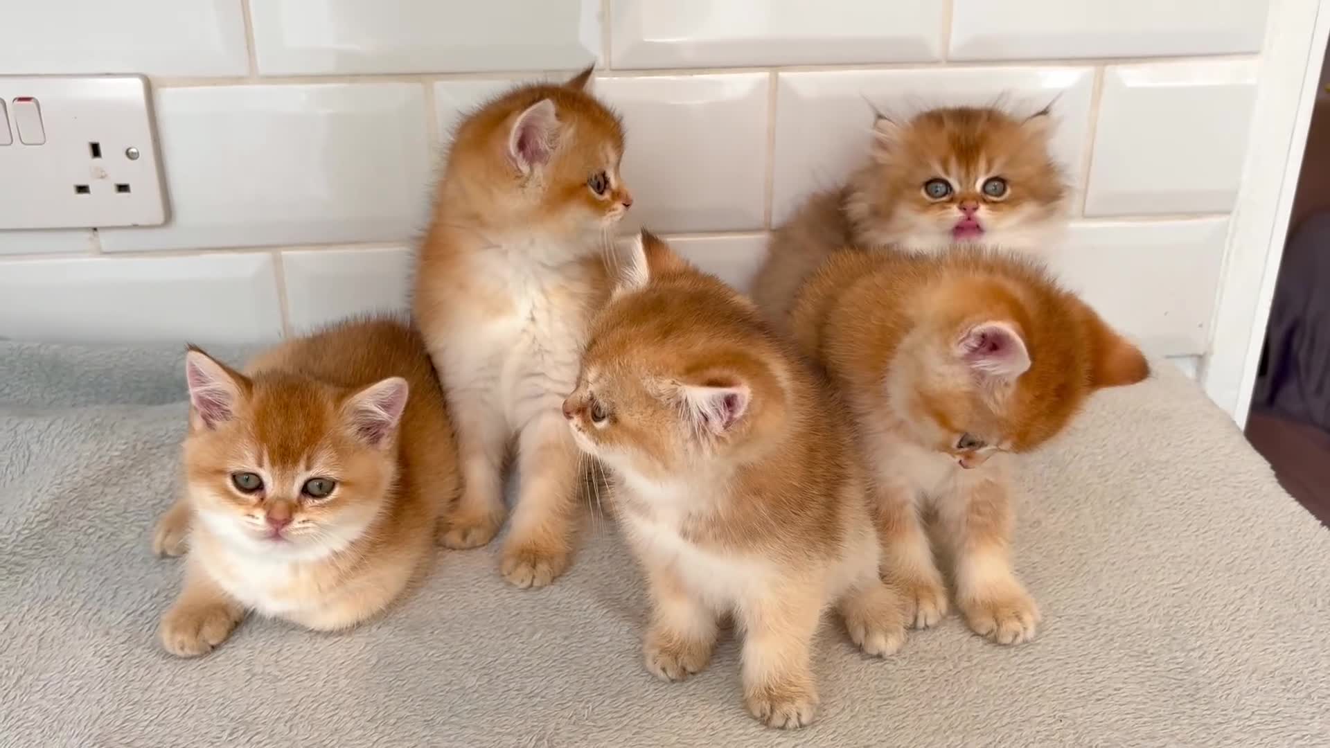British Shorthair cats for sale: Active registered golden British shorthair queen - Video 1