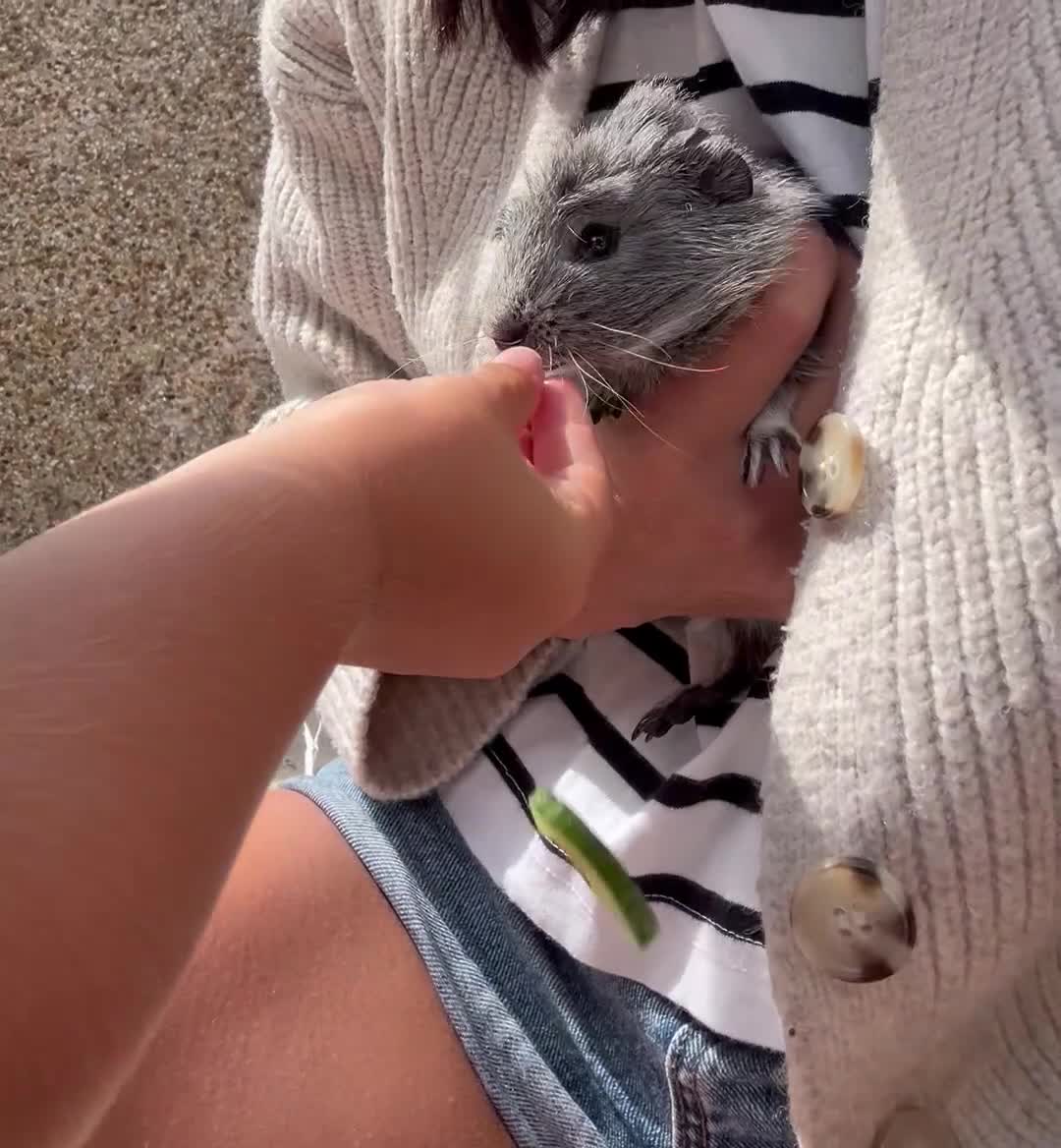 Guinea Pig rodents for sale: 3 male guinea pigs free to a loving home  - Video 1