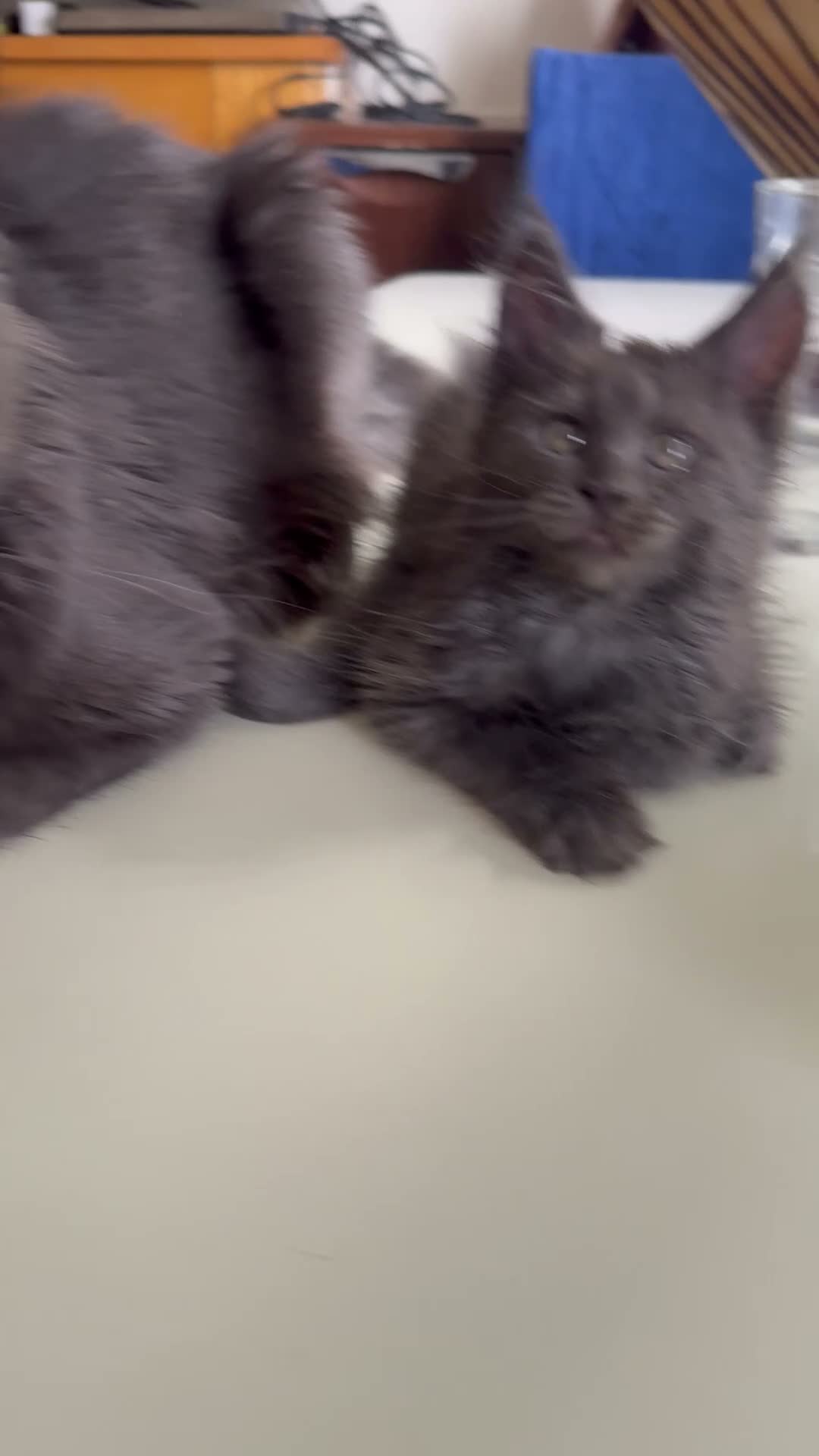 Maine Coon cats for sale: GCCF Rarely Available Mackerel XXLRussianBloodline - Video 1