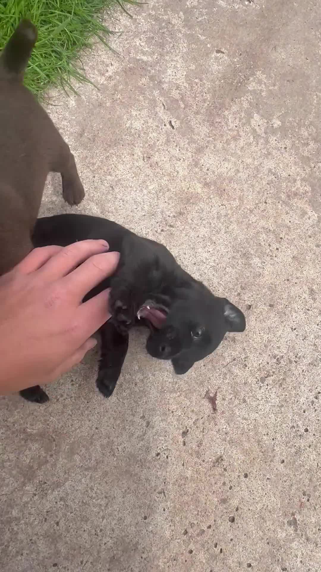 Patterdale Terrier dogs for sale: 2puppies left, ready in 2weeks left👀👀🏡🏡🏡🏡 - Video 1