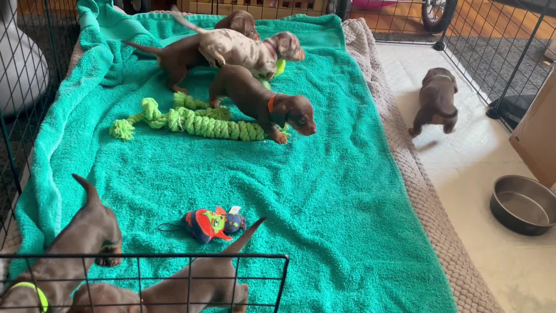 Miniature Dachshund dogs for sale: Beautiful Min Dachshund pups bred in a family home in Alfreton - Video 1