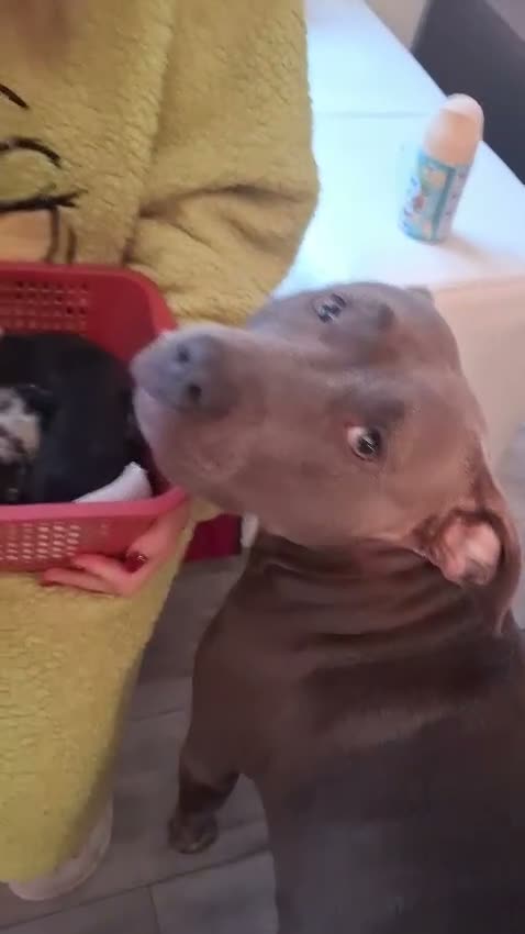 Mixed Breed dogs for sale: Puppies for Sale :) - Video 1
