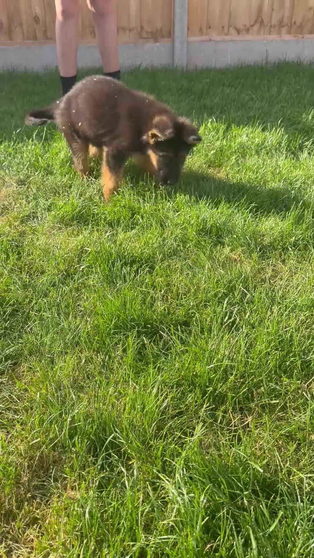 German Shepherd dogs for sale: German Shepard puppies  - Video 3
