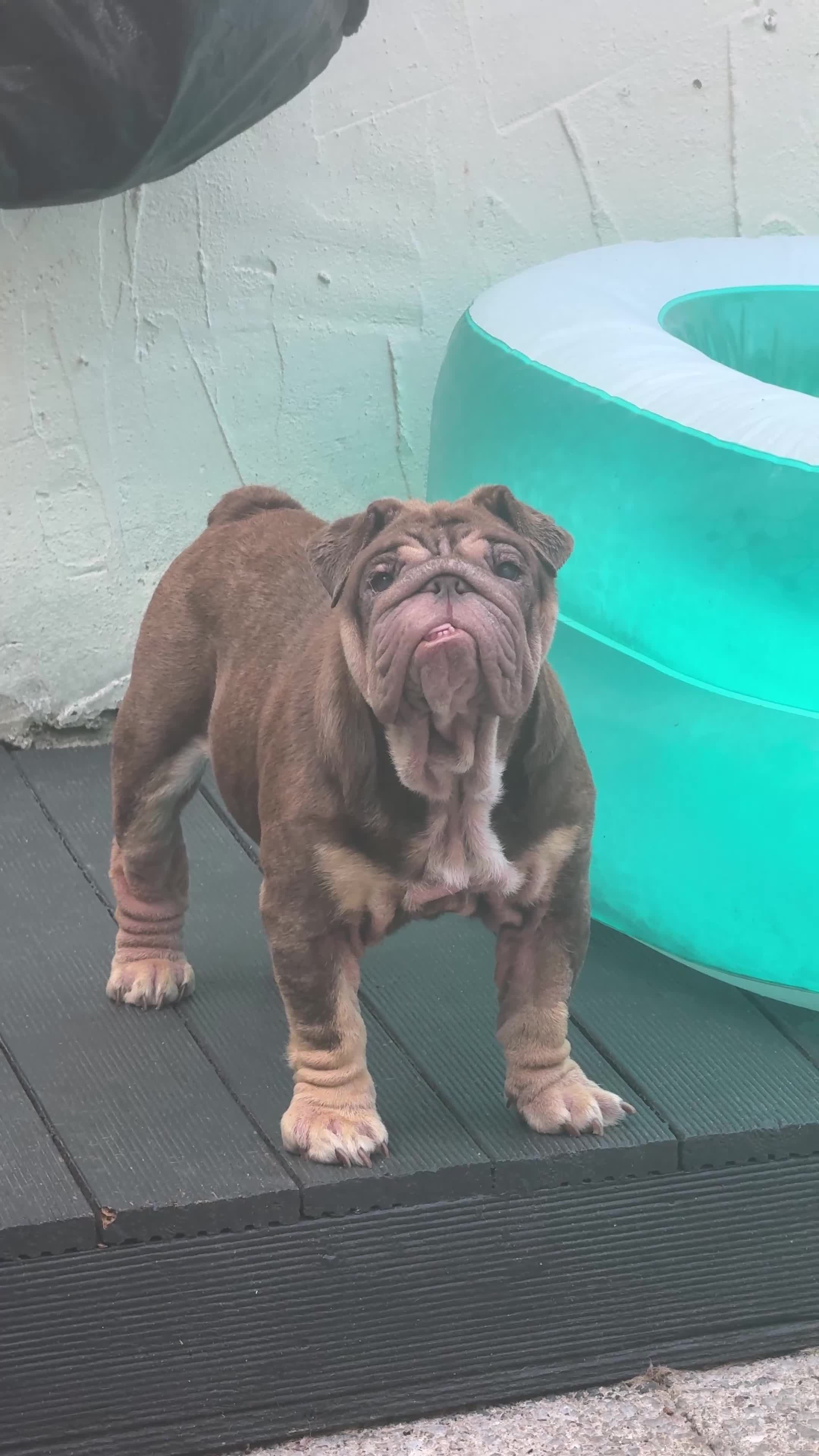 English Bulldog dogs for sale: English Bulldog – Free to the Right Home - Video 1