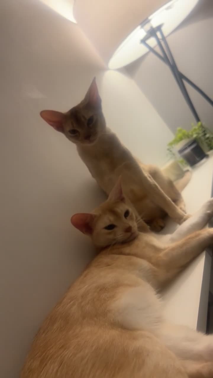 Abyssinian cats for sale: 2 Abyssinian cats 1 years old brother and sister in London - Video 3