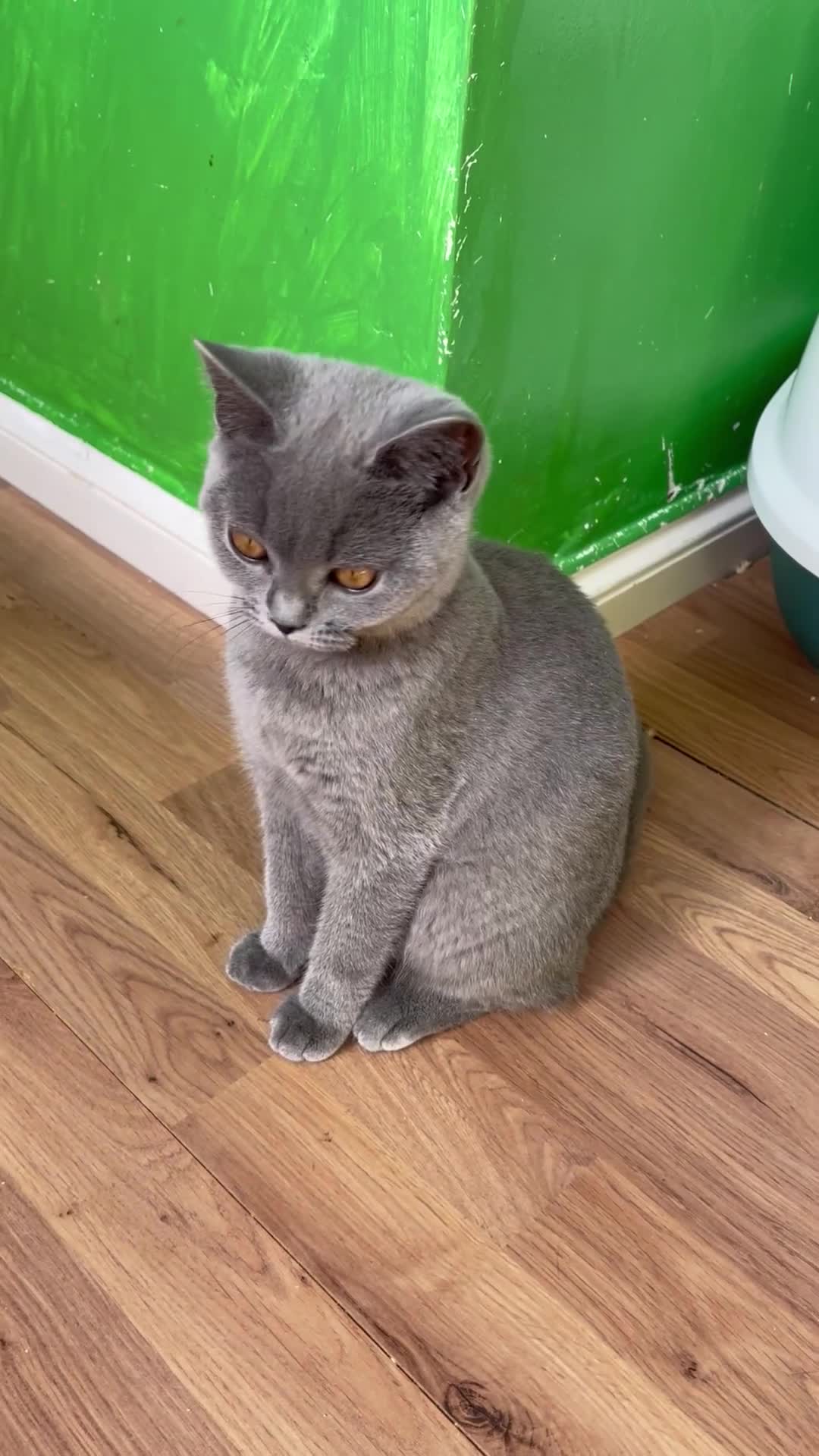 British Shorthair cats for sale: Only 1 Active British Shorthair Girl Left  - Video 1