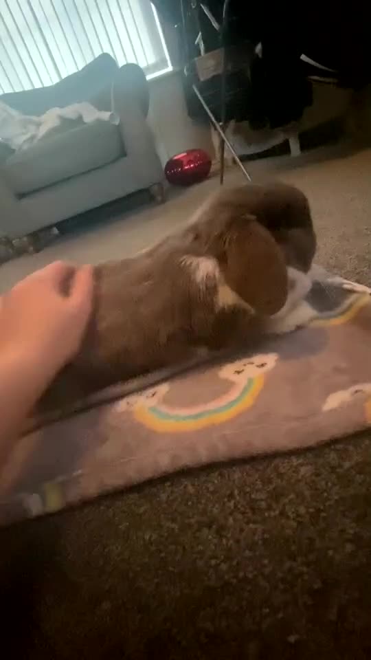 Mini Lop rabbits for sale: Beautiful lilac mantle mini lop - Video 2