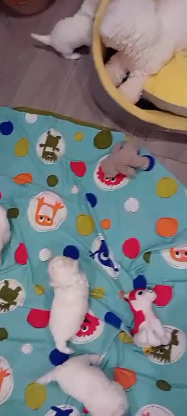 Bichon Frise dogs for sale: Bichon Frise 4 boys ( only 1 boy left ) - Video 2