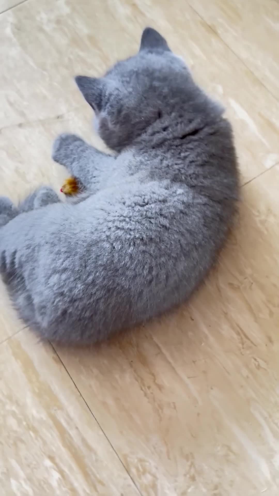 British Shorthair cats for sale: British Short hair and Scotish Fold - Video 1