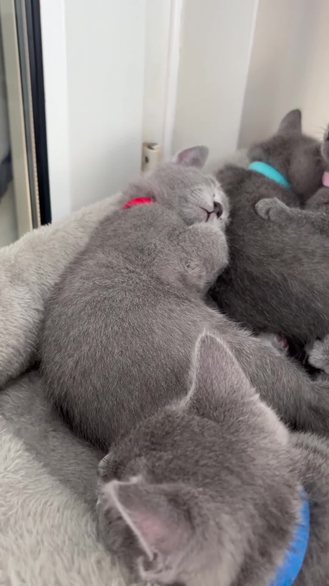 Russian Blue cats for sale: 6 Stunning GCCF Russian Blue Kittens 🐾  - Video 2