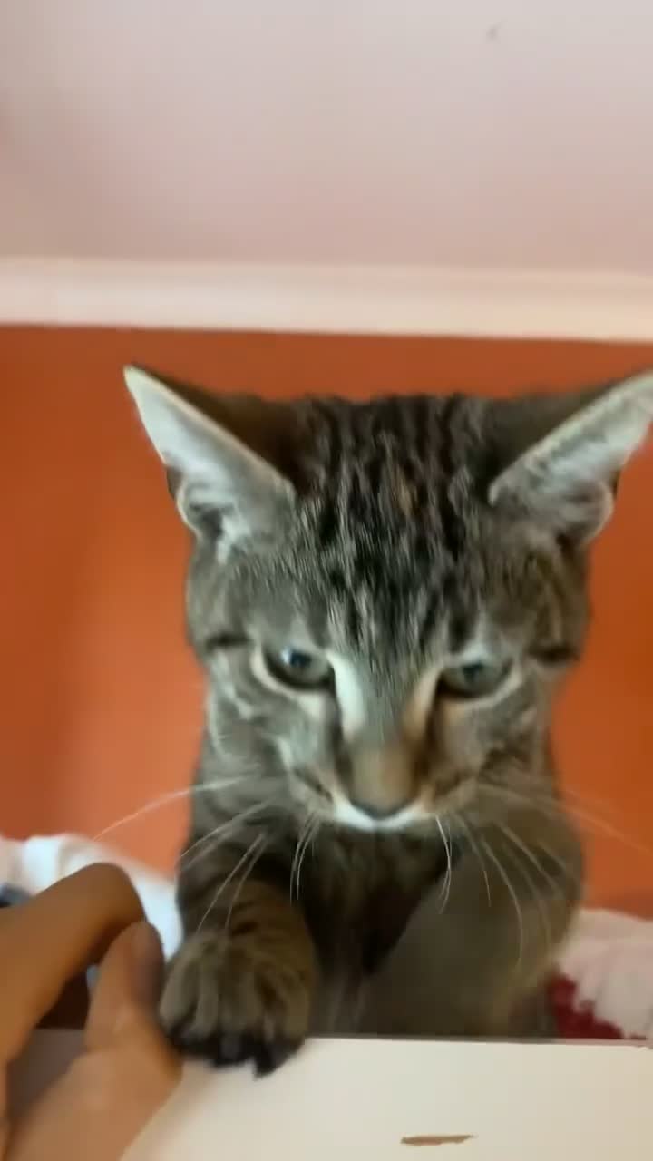 Bengal cats for sale: Beautiful baby bengal girl  - Video 4