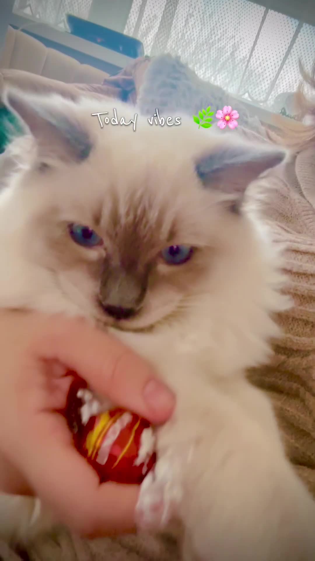 Ragdoll cats for sale: Lovely Ragdoll looking for lovely family - Video 1