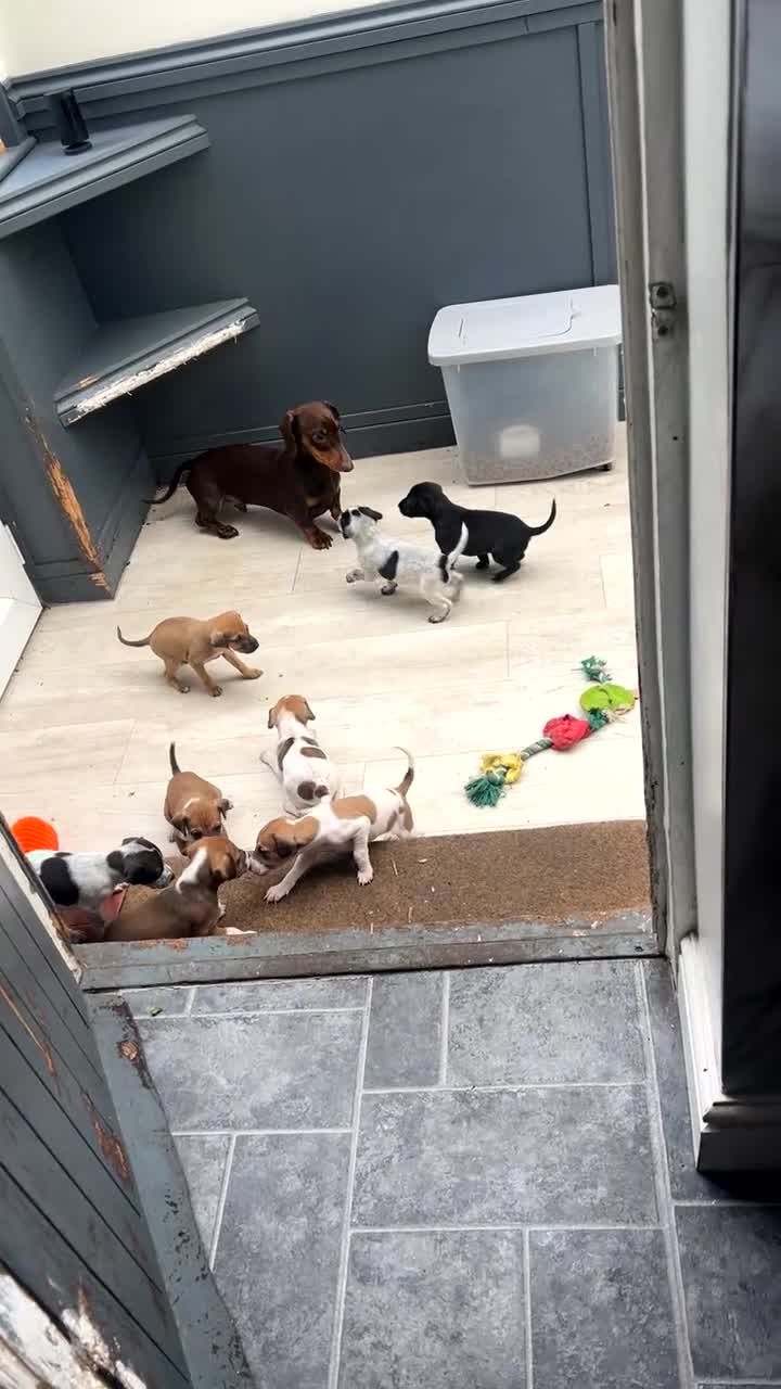 Mixed Breed dogs for sale: Vizsla X Whippet puppies - Video 3