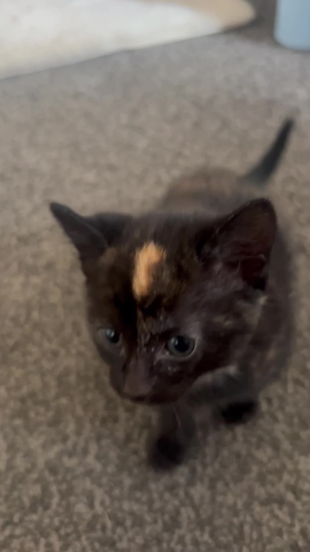 Mixed Breed cats for sale: Tortoise shell kittens - Video 1