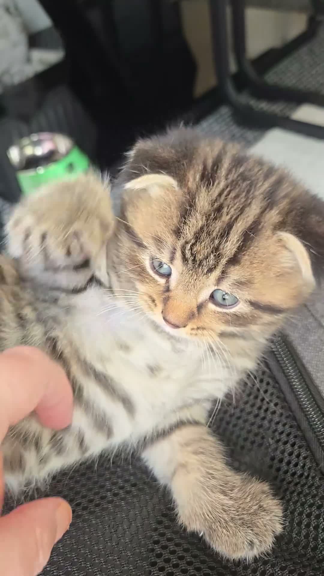 Scottish Fold cats for sale: 4 beautiful Scottish folds for sale in Peterborough - Video 2