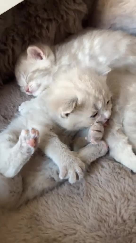 British Shorthair cats for sale: Beautiful British kittens Available 🐾🐾❤️ - Video 2
