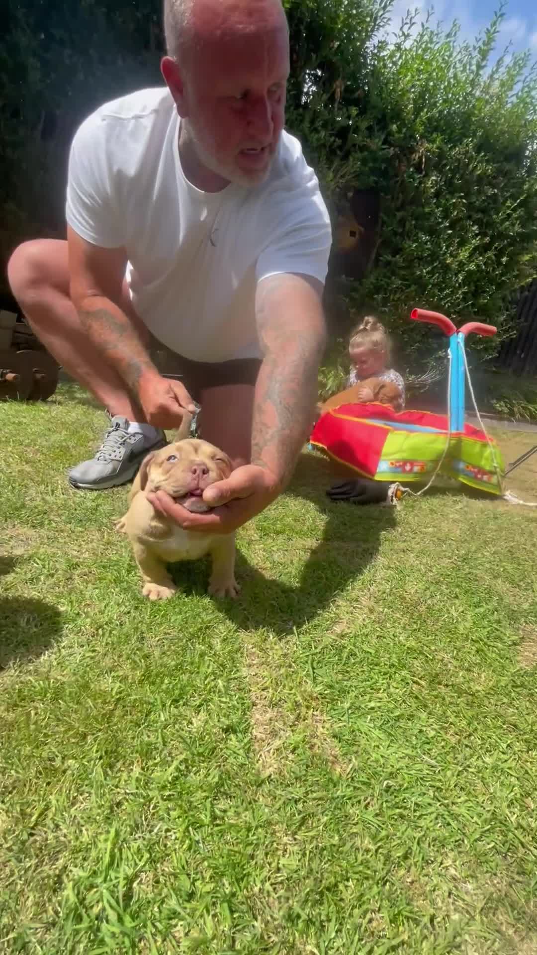 American Bully dogs for sale: American Pocket Bully’s  - Video 1