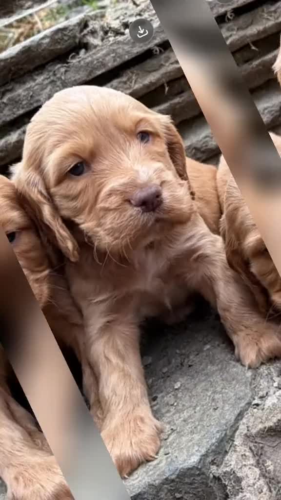 Cocker Spaniel dogs for sale: Show type/ parents DNA tested Cocker Spaniel pups! - Video 1