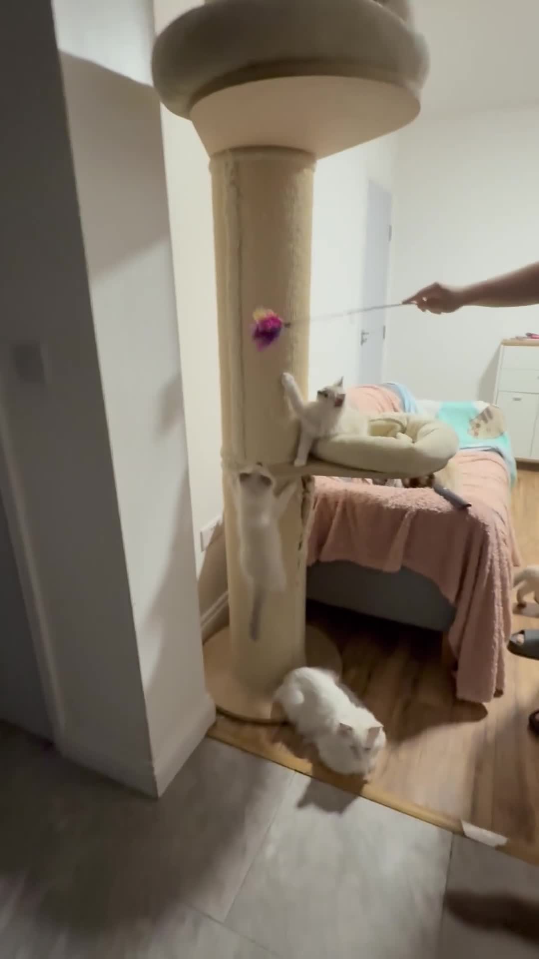 Ragdoll cats for sale: Adorable Pedigree Ragdoll Kittens Available 🐾 - Video 1