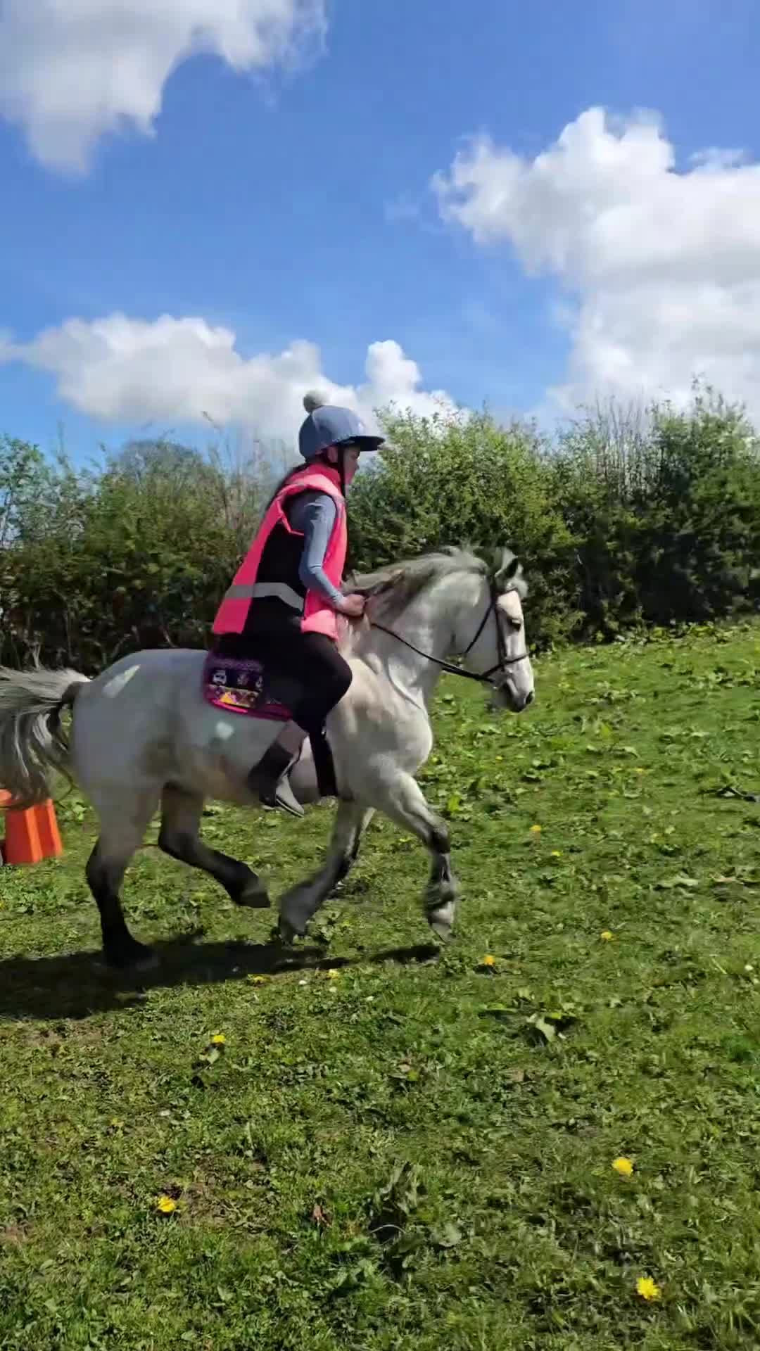 Irish Cob horses for sale: Welsh grey gelding 12hh bold, brave & safe - Video 1