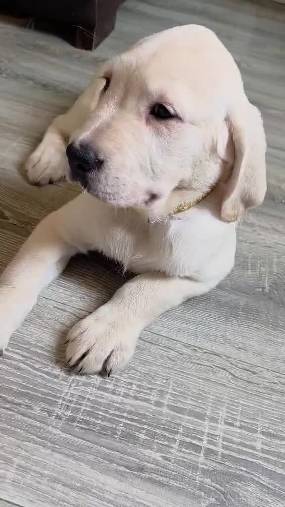 Goldador dogs for sale: Adorable Goldadors waiting for new homes !! - Video 1