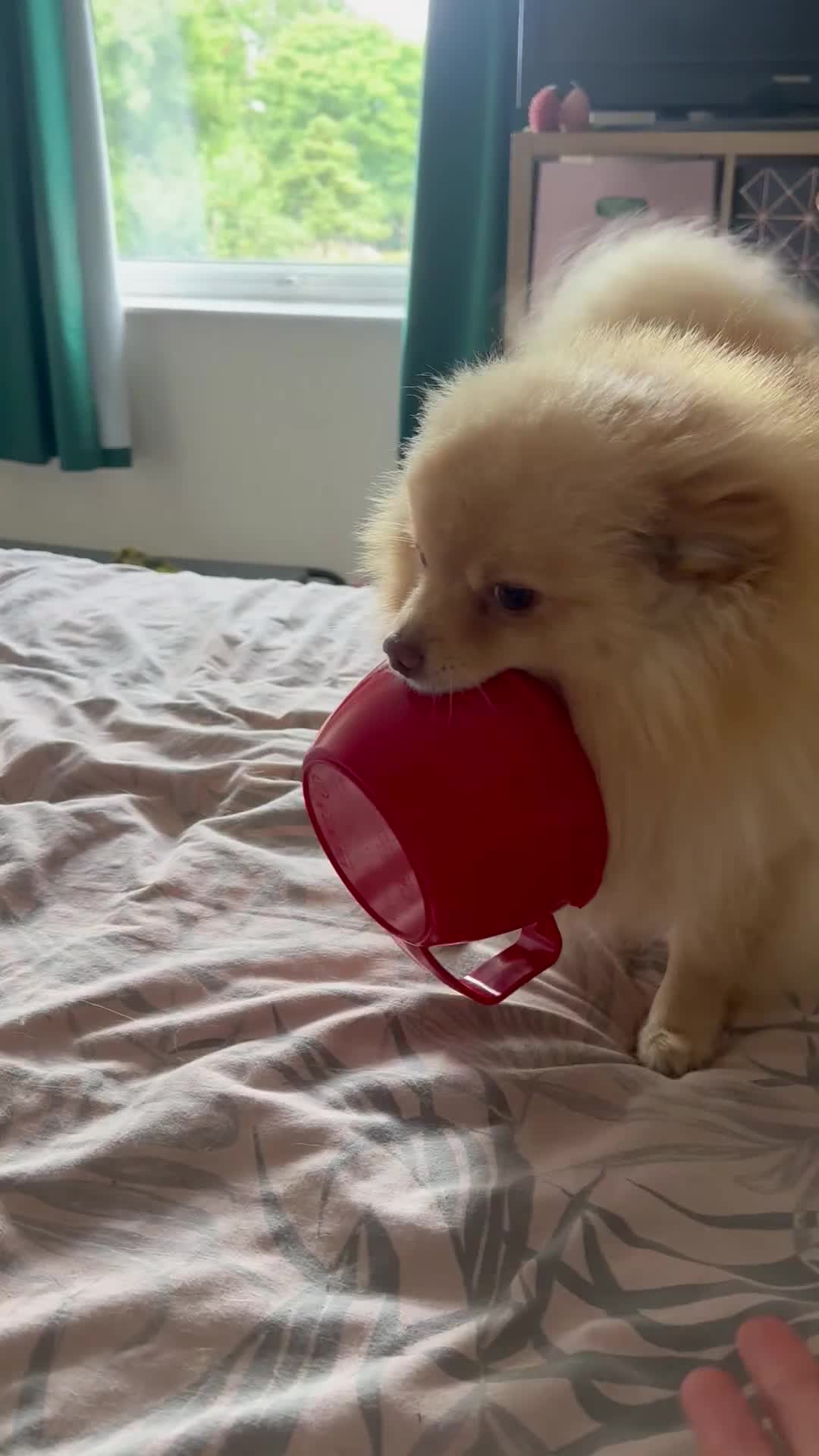 Pomchi dogs for stud: Ghost looking for the ladies  - Video 1