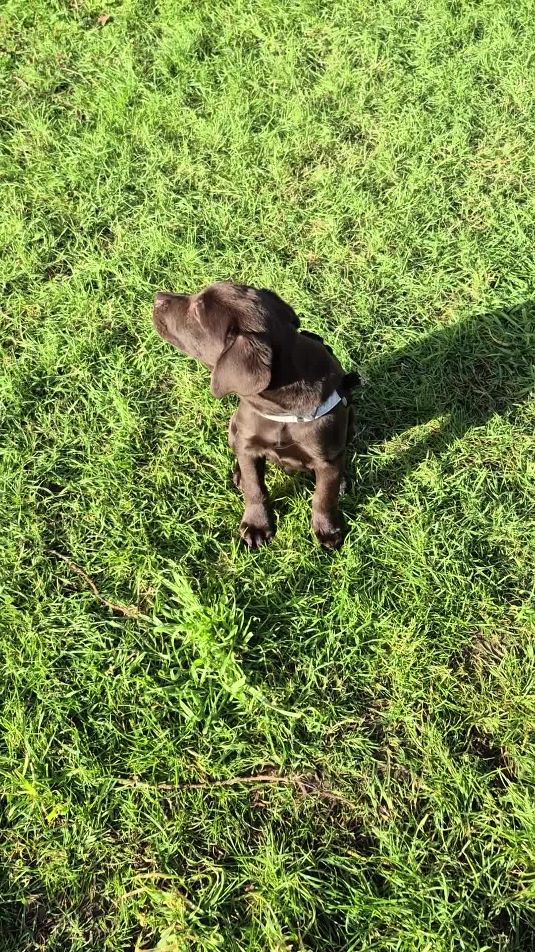 Labrador Retriever dogs for sale: Choc Lab Ready For a Forever Home in London - Video 4