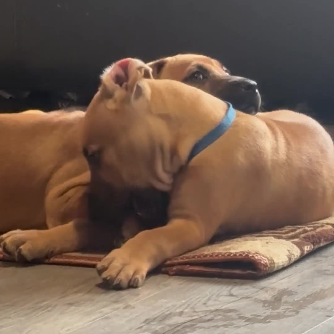 Mixed Breed dogs for sale: American Mali Pups - Video 4