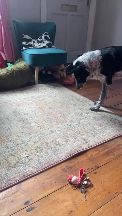 Border Collie dogs for sale: Jack  - Video 1