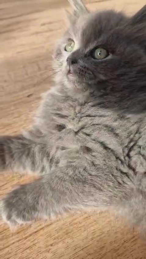 British Longhair cats for sale: Gorgeous Blue British longhair kittens - Video 5