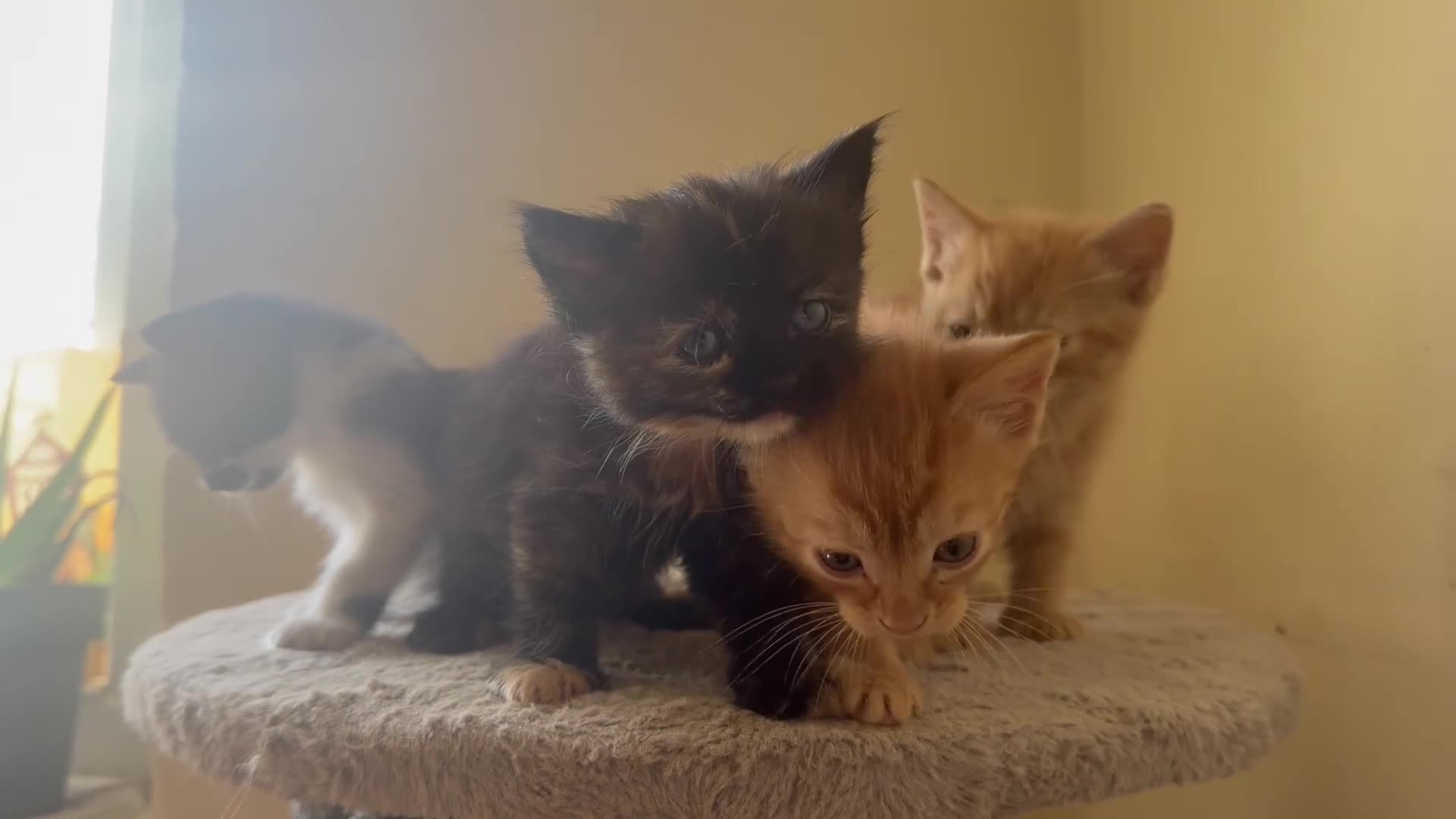Mixed Breed cats for sale: Kittens for sale  in Wigton - Video 1