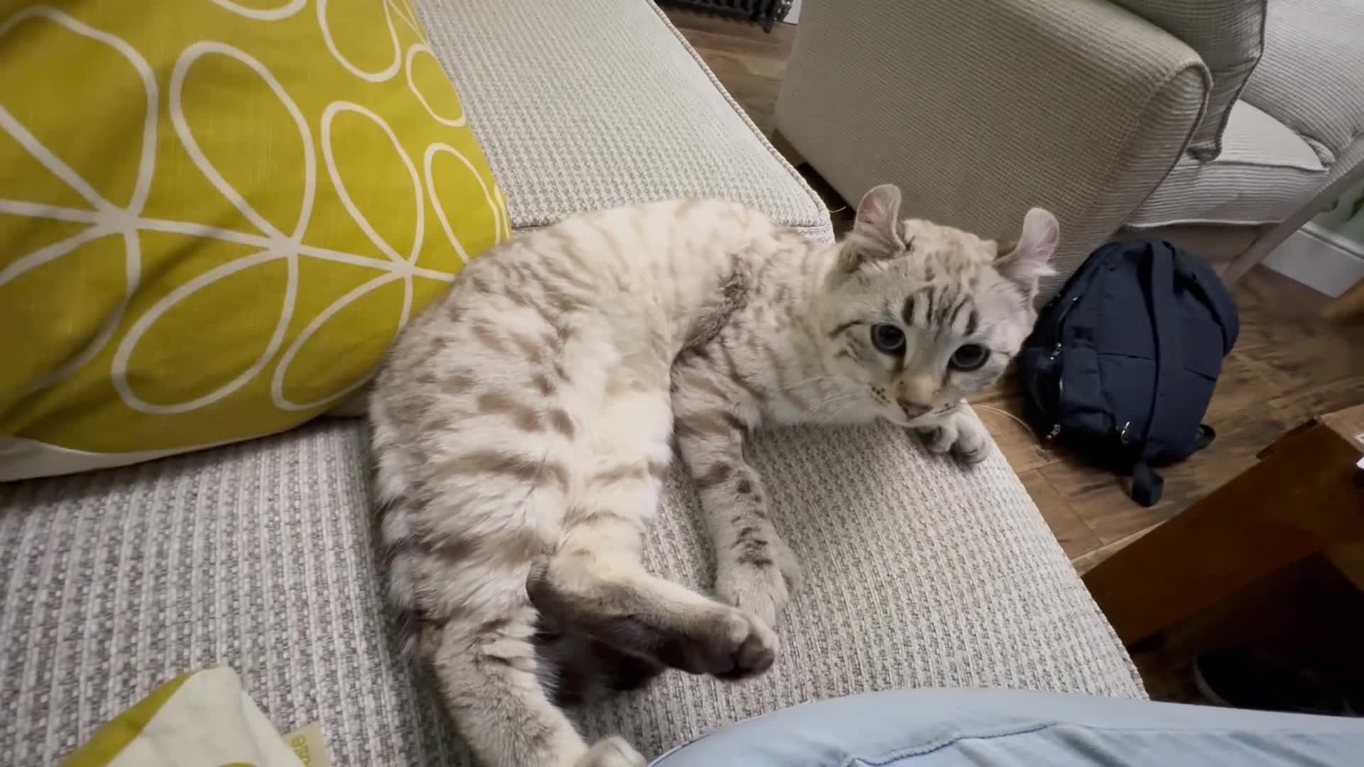 Keetso cats for sale: Super wild looking poly curled eared leopard  - Video 2