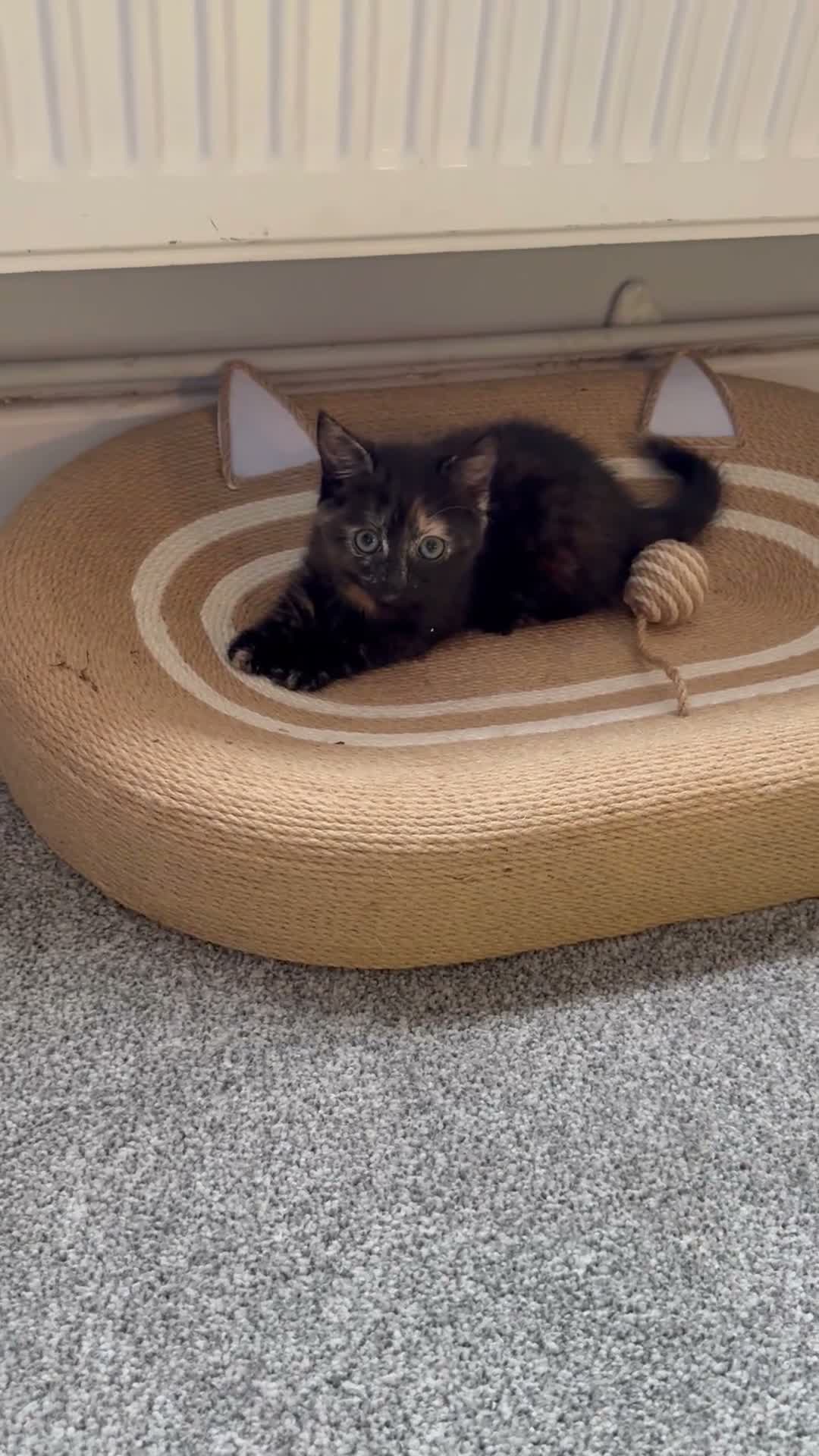 British Shorthair cats for sale: Gorgeous kitten  - Video 1
