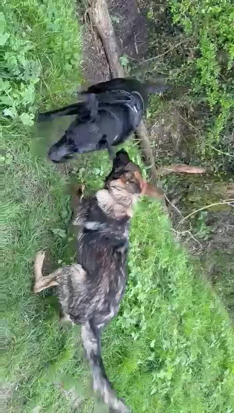 German Shepherd dogs for sale: Straight back German shepherd in Norwich - Video 1