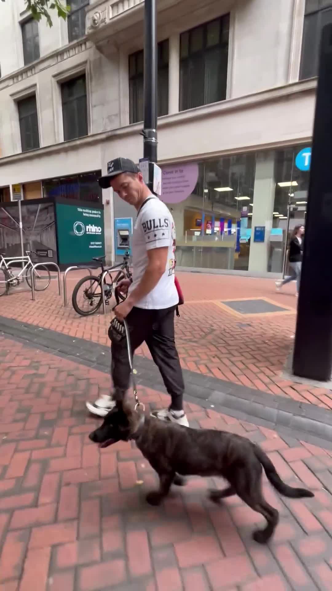 Belgian Shepherd Dog dogs for sale: Dutch Shepherd puppy  - Video 4