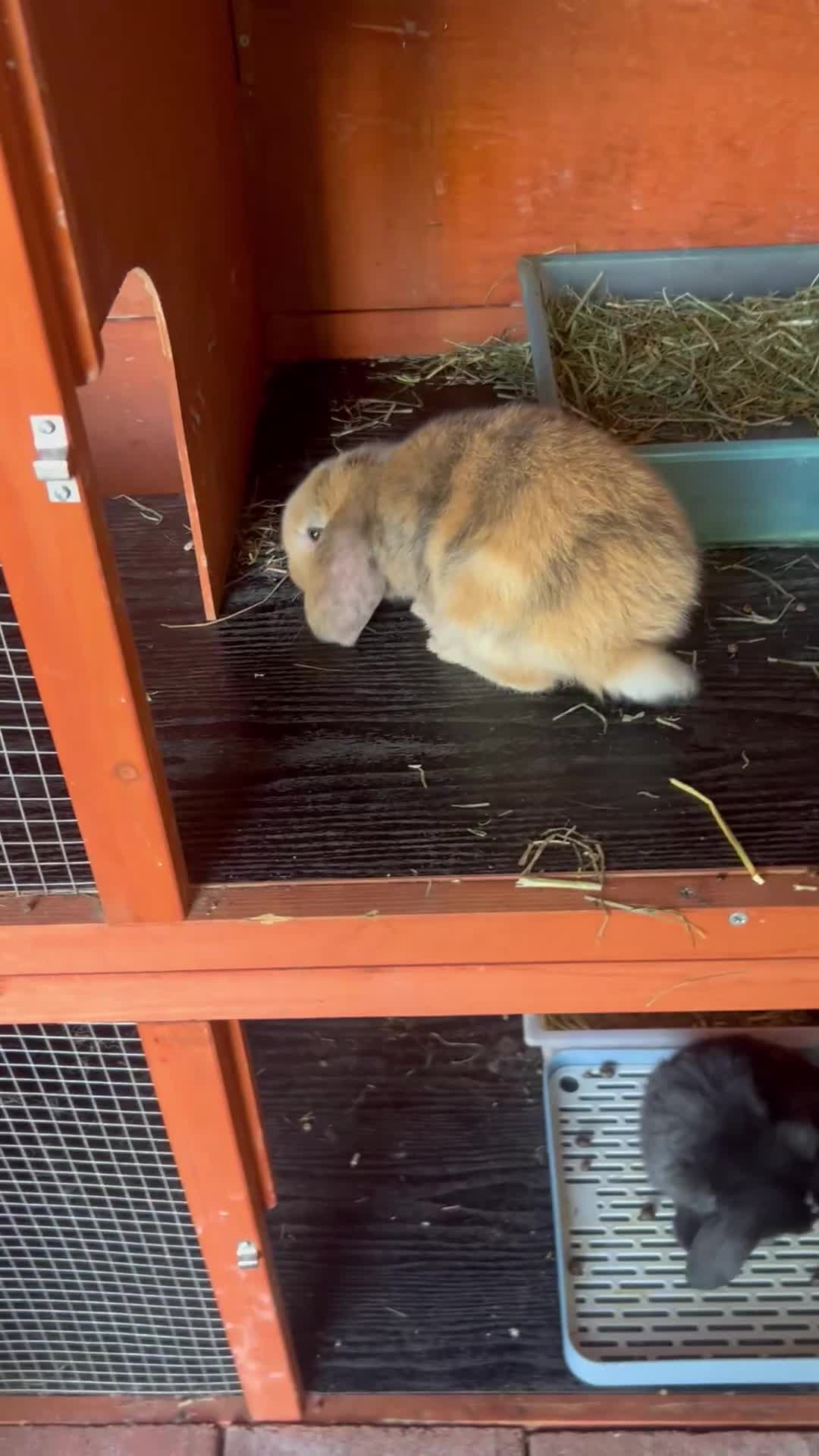 Mini Lop rabbits for sale: Gorgeous Mini lop baby rabbits - Video 2
