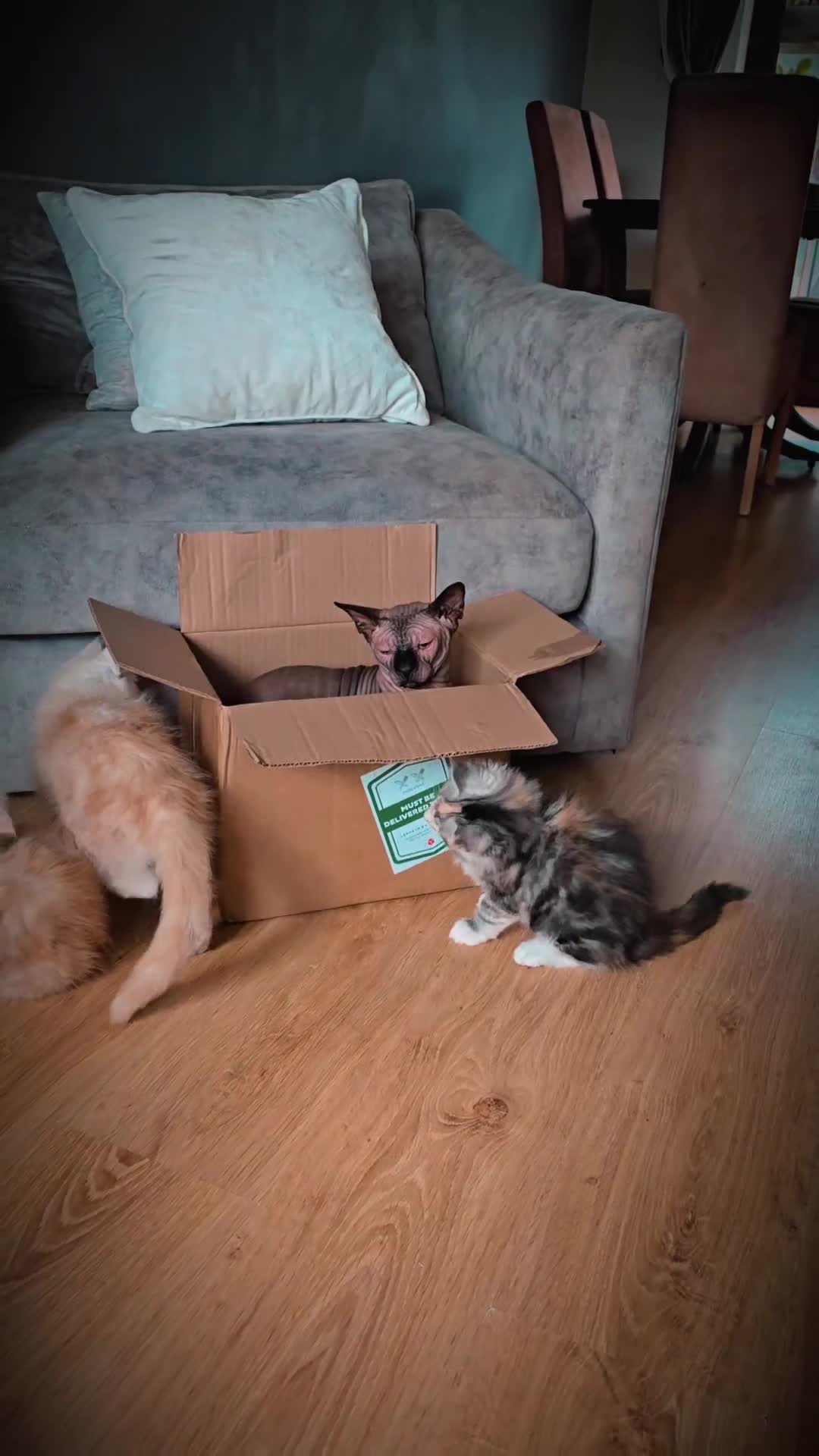 Maine Coon cats for sale: Stunning TICA Purebred Pedigree Maine Coon Kittens - Video 1