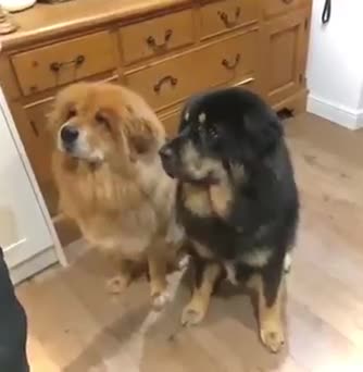 Tibetan Mastiff dogs for sale: Tibetan Mastiff Gentle Giants Champion Bloodlines  - Video 1