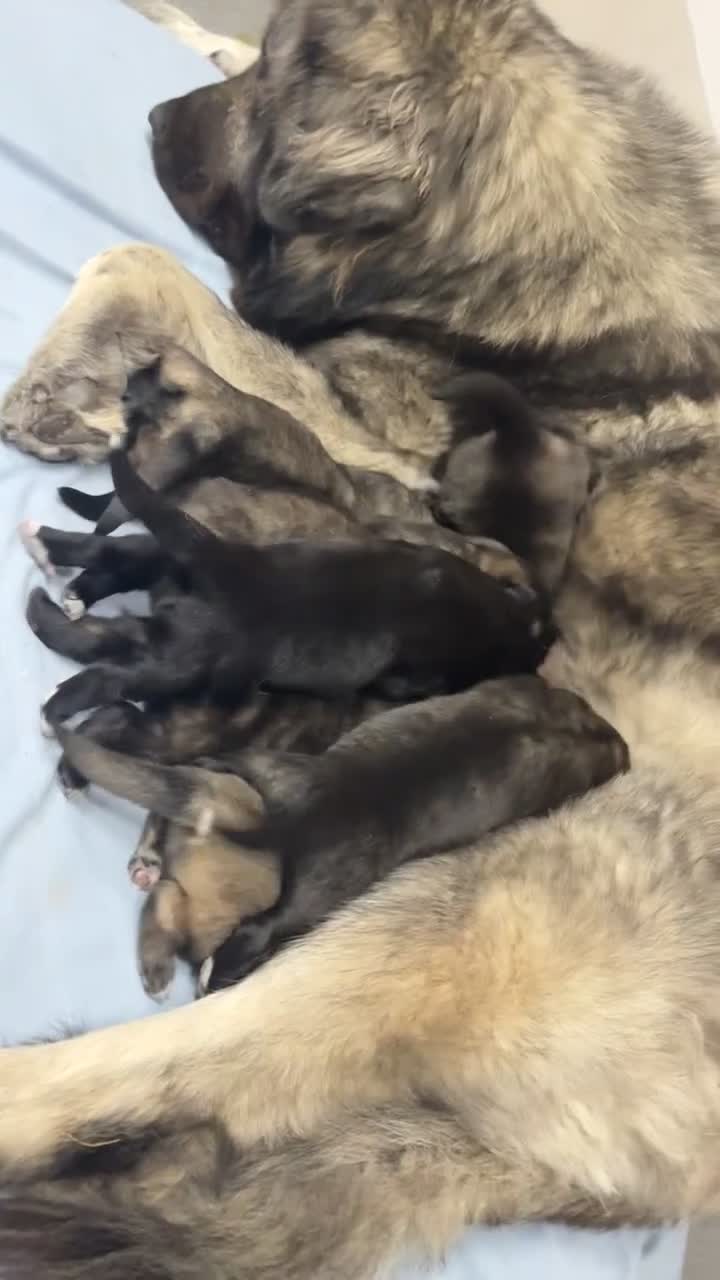 Mixed Breed dogs for sale: Live stock guardian/gard dogs in Scunthorpe - Video 4
