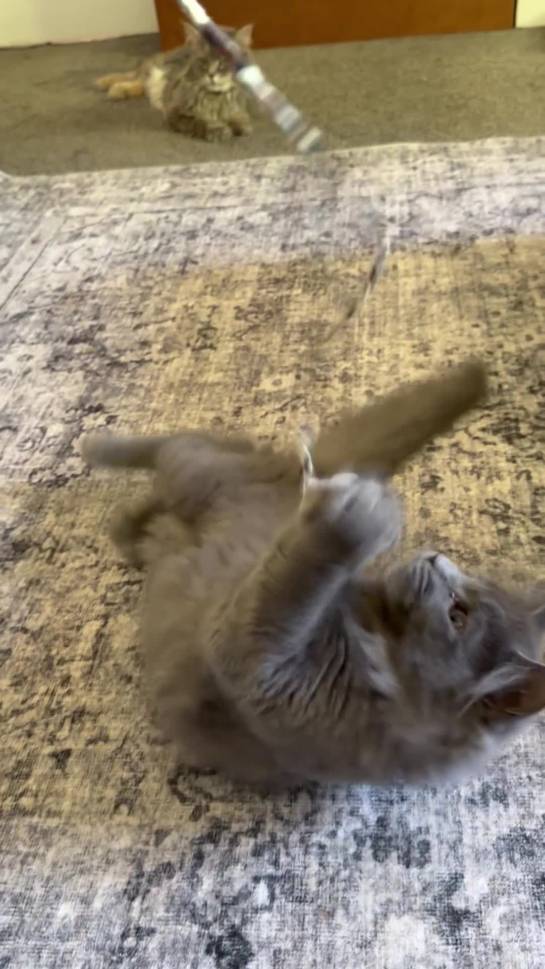 Maine Coon cats for sale: Purebred Maine Coon Kittens.Blue,Black Smoke,Tabby - Video 2