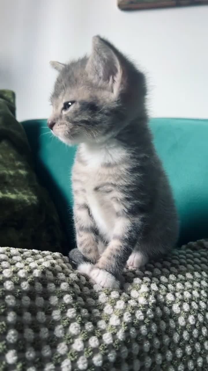 Mixed Breed cats for sale: Cutest tiny silver & gray tabby kittens - Video 2